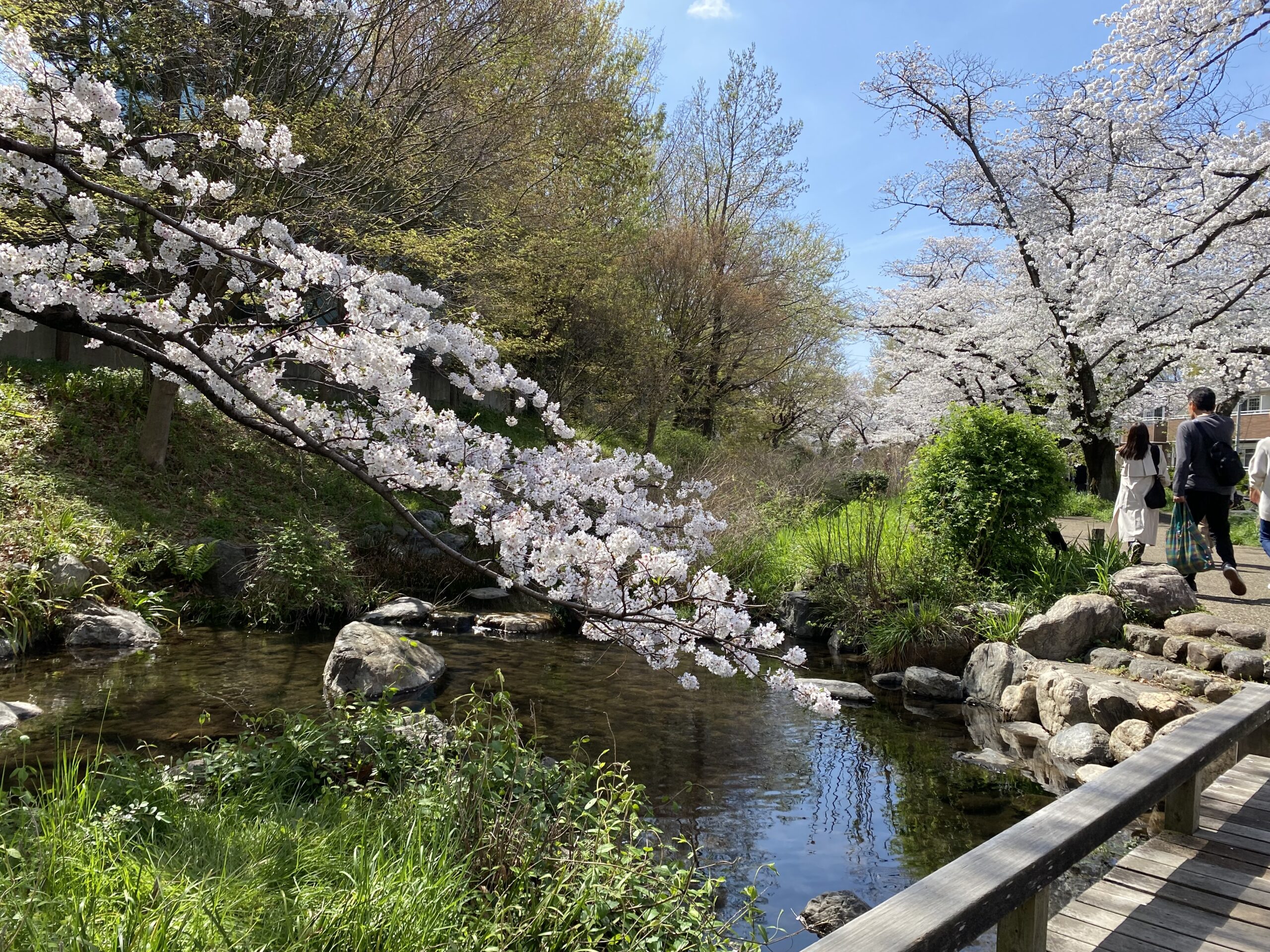 根川緑道